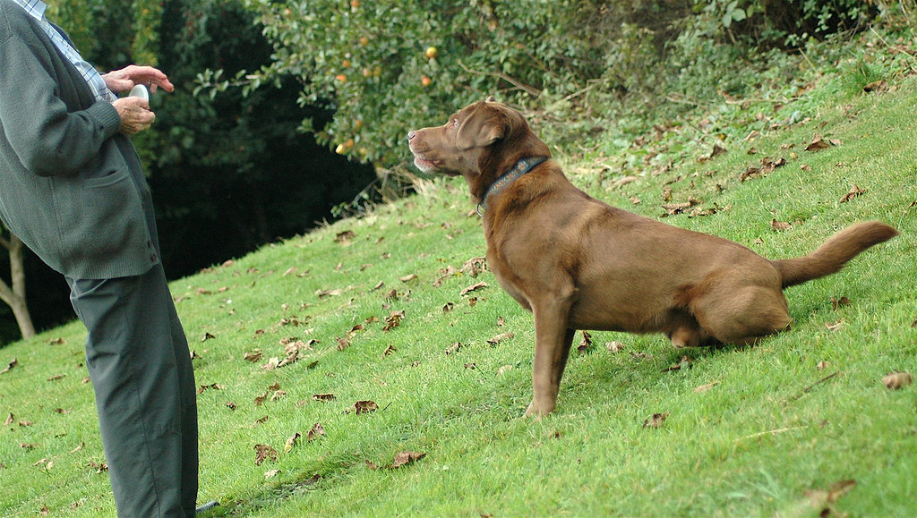 dog training - a steep learning curve | thornypup | Flickr How To Negotiate A Settlement In A Personal Injury Case