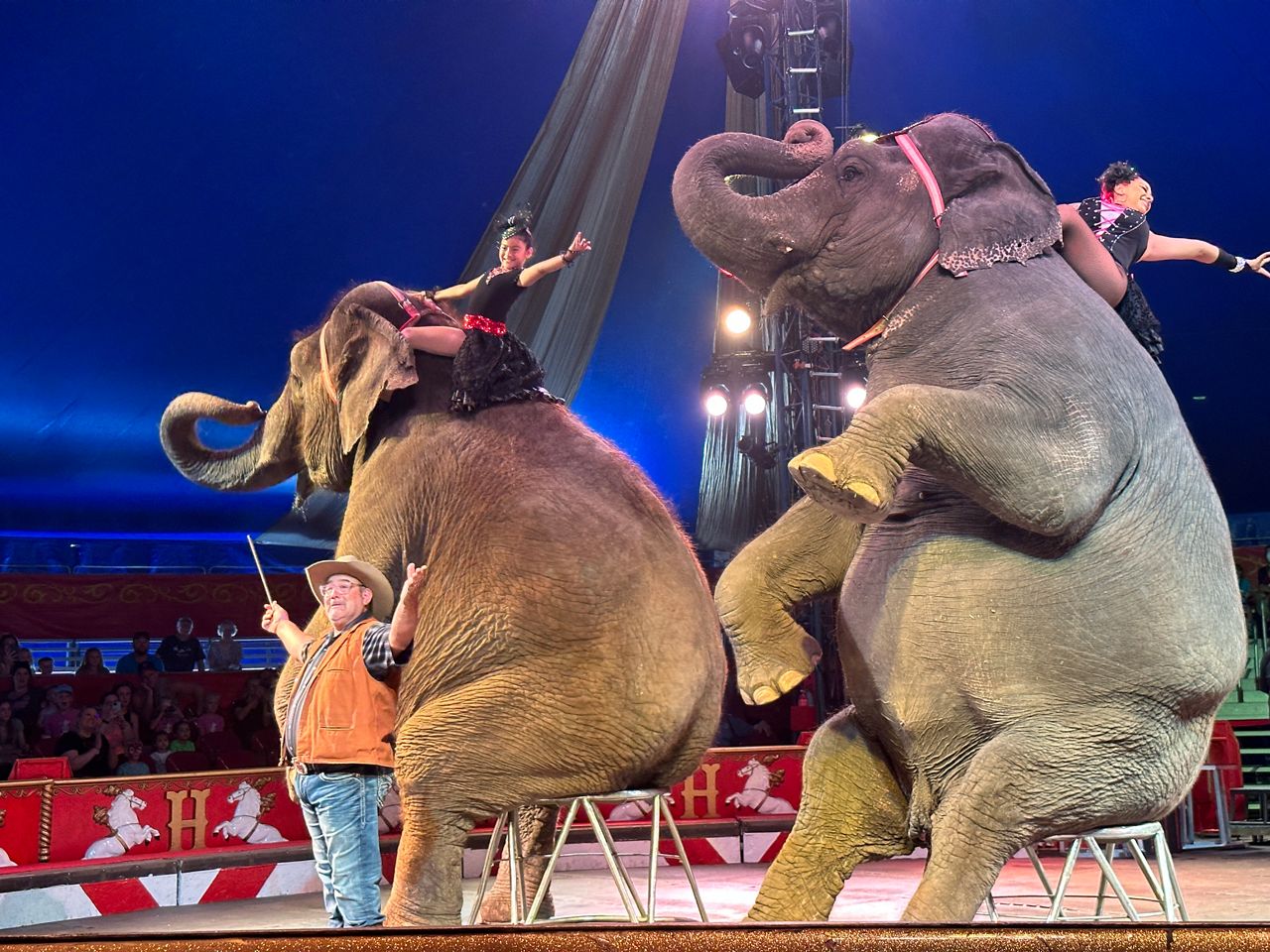 Circus Animals Elephant Best Strategies For Long-Term Wealth Accumulation And Preservation